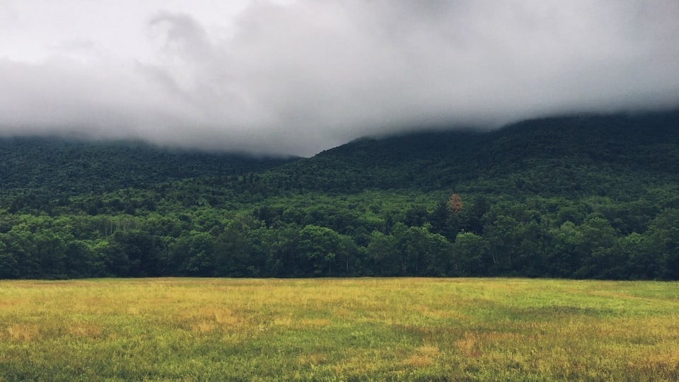 A grassy field with a forested mountain in the background.