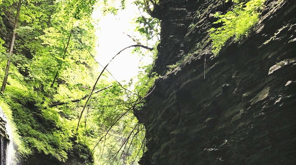 The Finger Lakes is like stepping into a Tolkien-esque land, all for a hiker’s gaze.
#hiking #fingerlakes #roadtrip #stateparks #waterfalls #nature