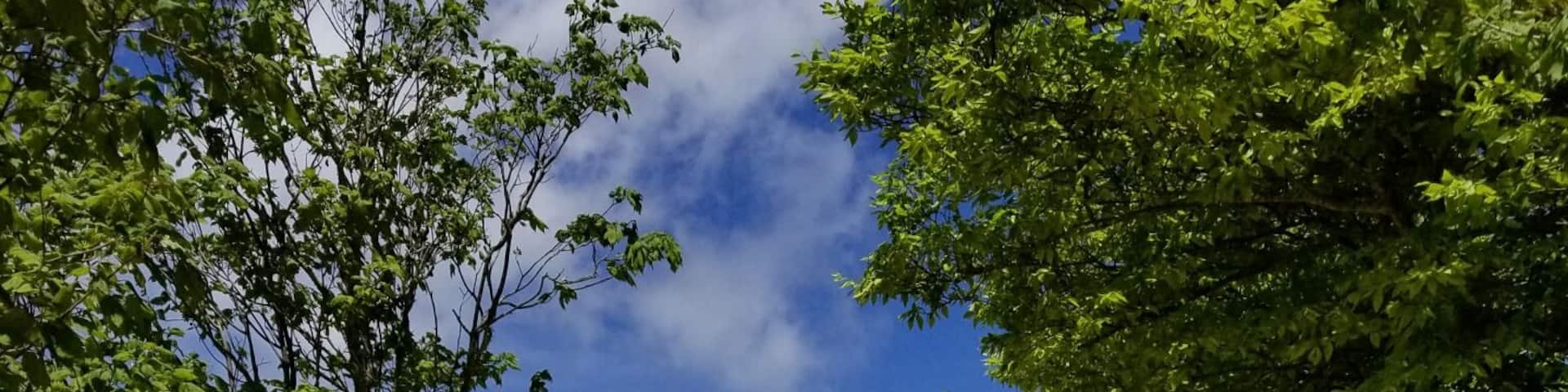 Ever wonder where the Land if Oz is? It is in Beech Mountain, N.C.! This former amusement park opens twice a year - in June for the Journey with Dorothy and in September for Autumn at Oz.
#landofoz
#Adventure
#yellowbrickroad
#amusementpark
#northcarolina
#LocalSecrets
#trovember