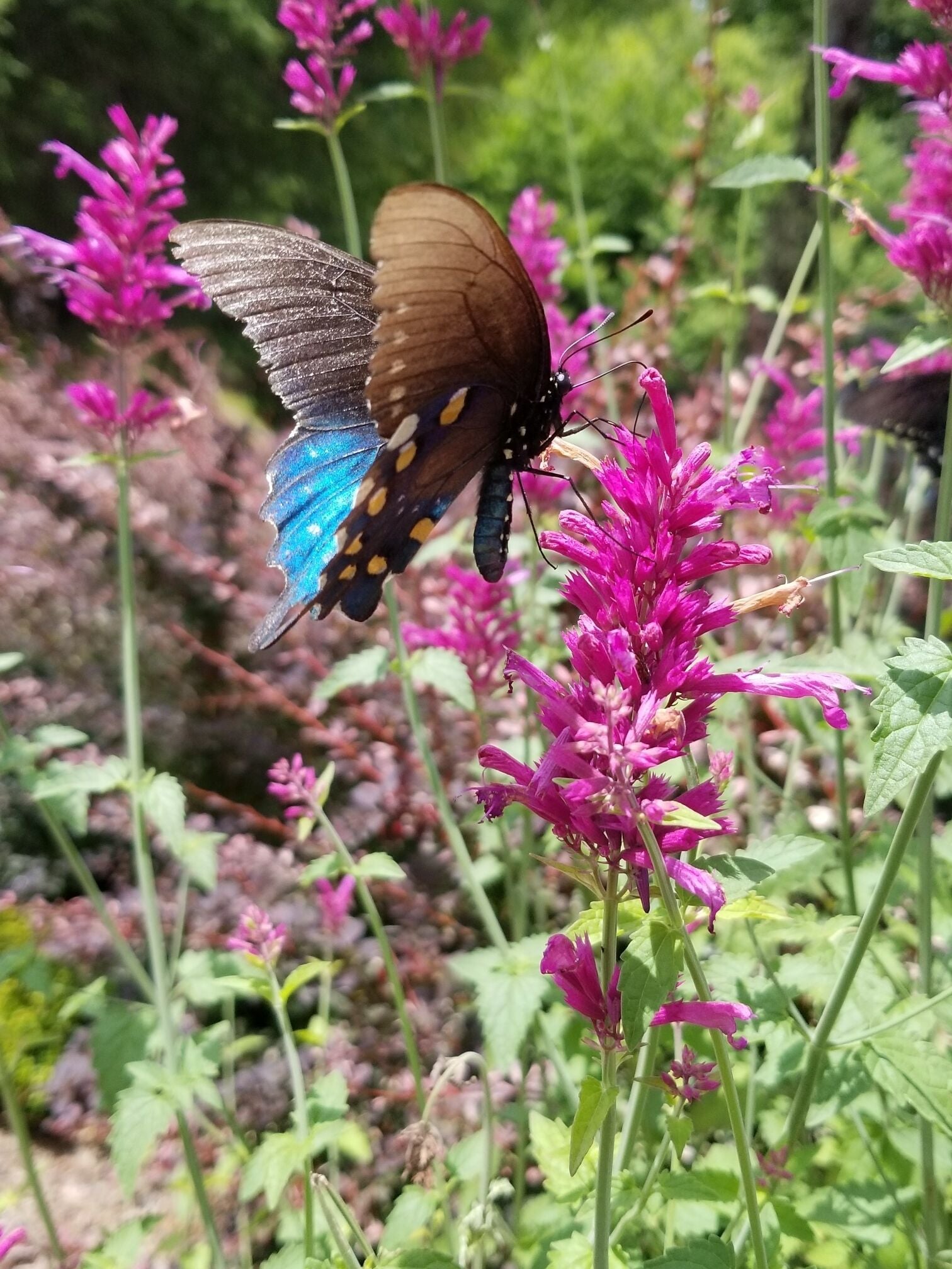 Butterfly garden 