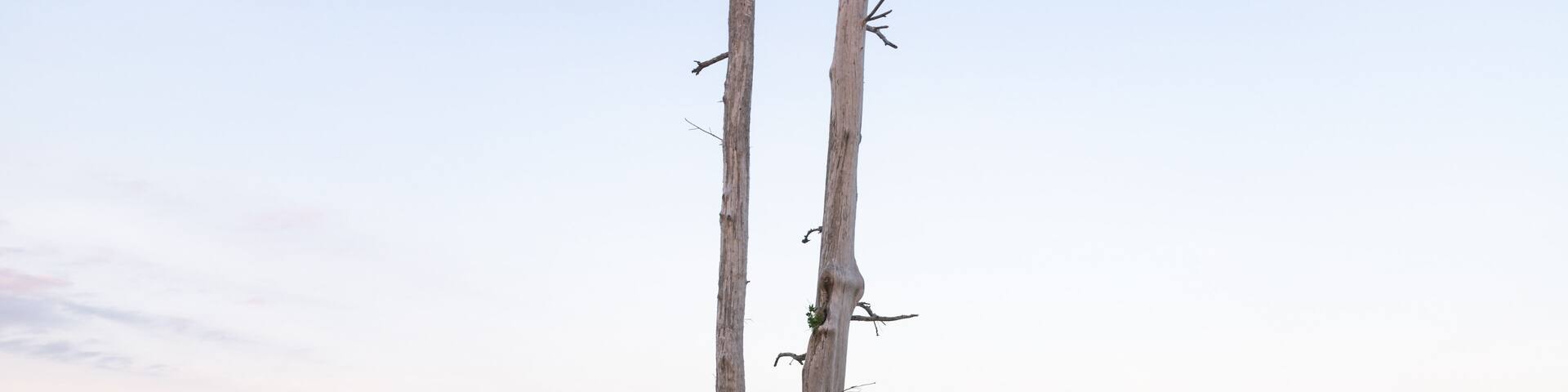 A beach with two tall, dead trees and the ocean in the background.