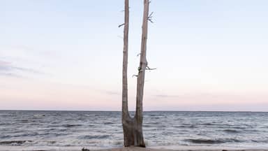 Dead Split Tree in Eastern North Carolina