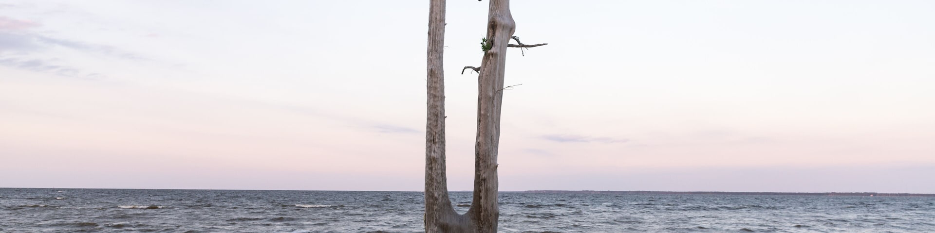 Dead Split Tree in Eastern North Carolina
