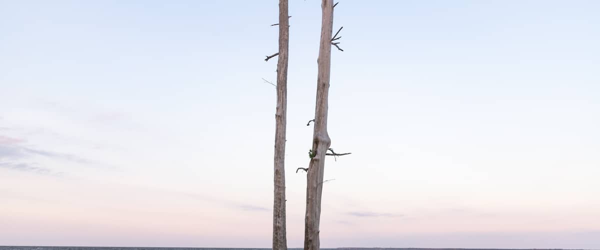 A beach with two tall, dead trees and the ocean in the background.