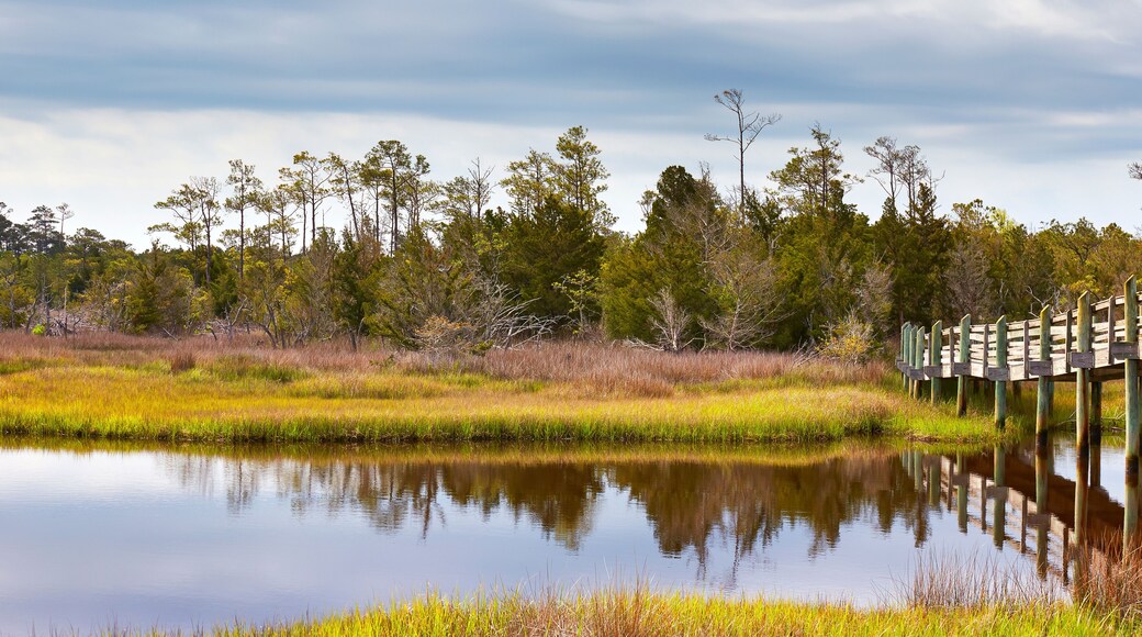 كايب كارتيرت