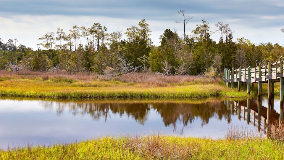 A calm pond surrounded by tall grasses and trees under a cloudy sky.