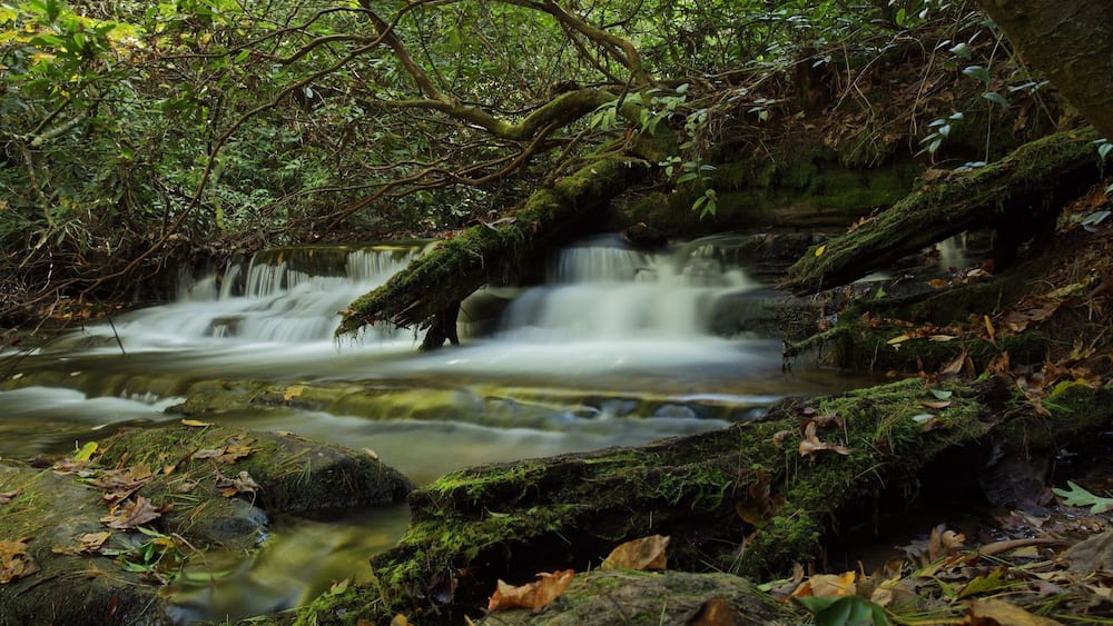 A forest stream with moss-covered rocks and fallen leaves.