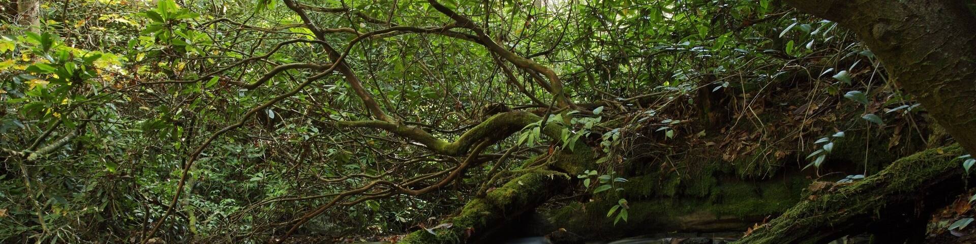 A forest stream with moss-covered rocks and fallen leaves.