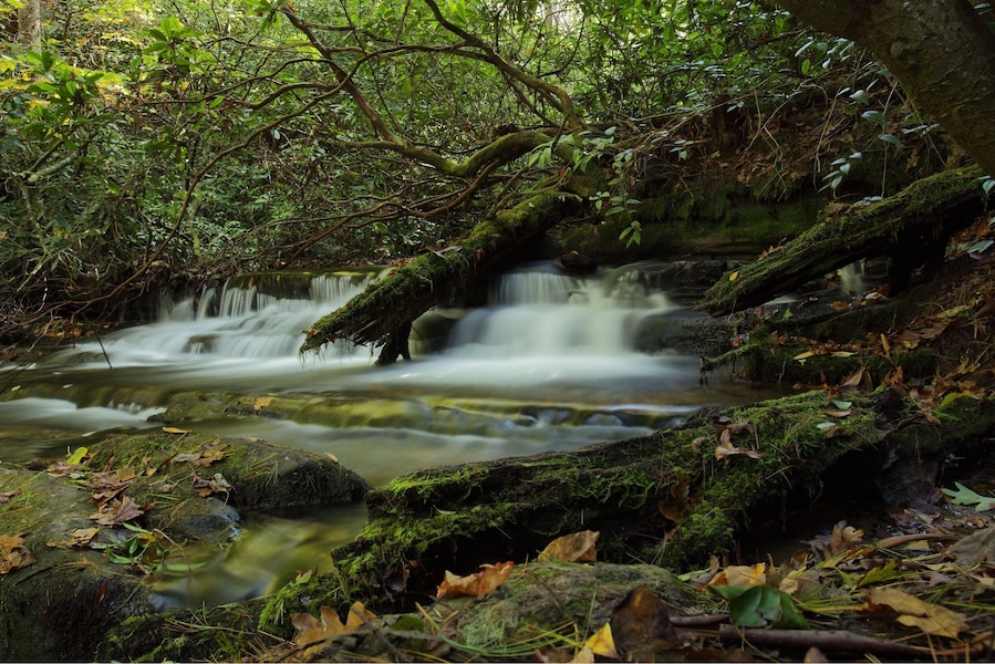 Un arroyo en el bosque con rocas cubiertas de musgo y hojas caídas.