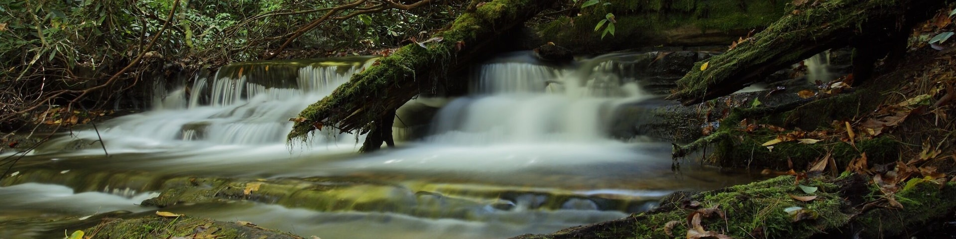 Un arroyo en el bosque con rocas cubiertas de musgo y hojas caídas.