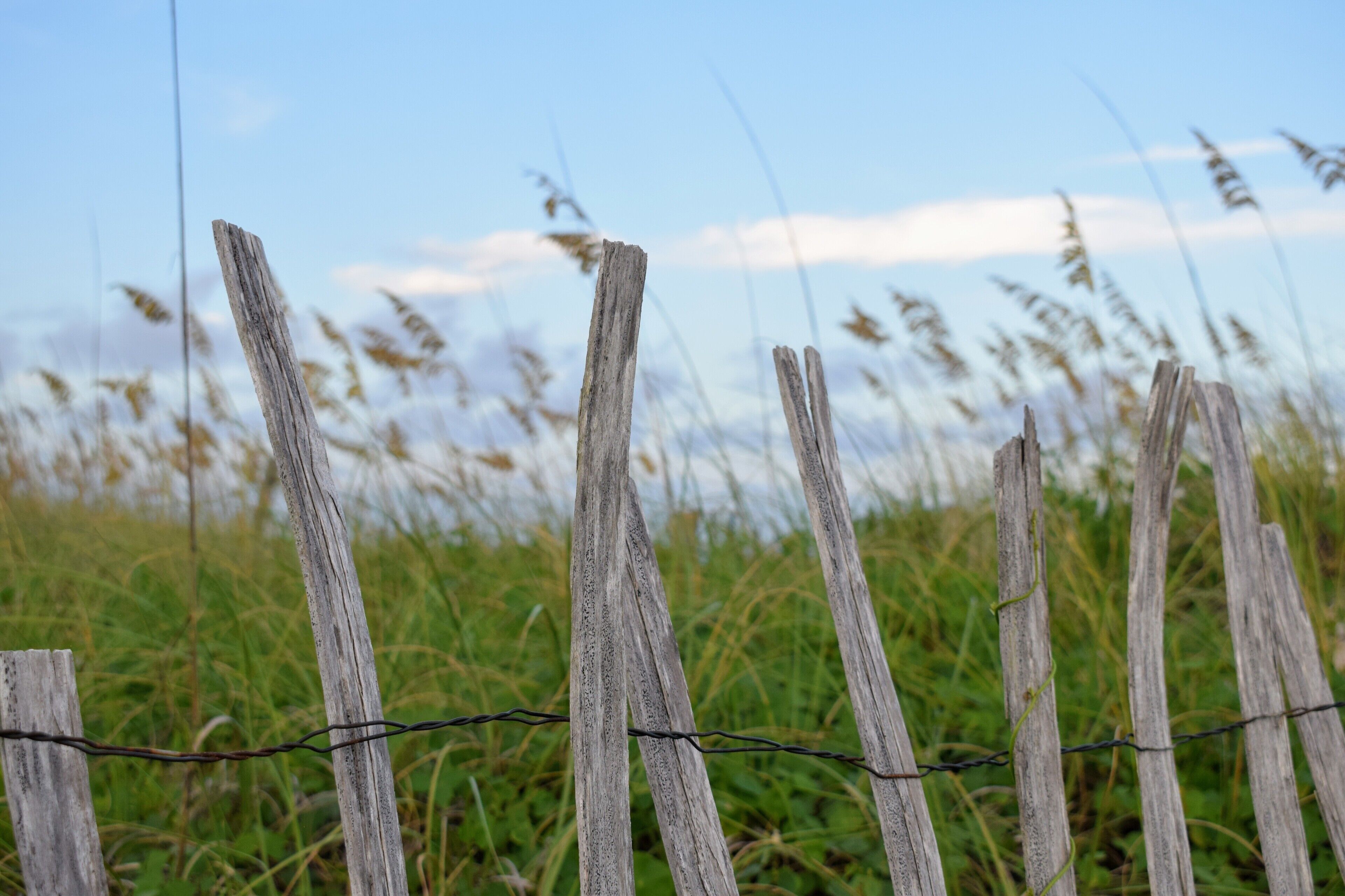 The beautiful beaches of Emerald Isle in North Carolina, USA are home to stunning sunsets & sunrises, seashells, and fossilized shark's teeth. Head to the point of the island on the east side for better shelling and fossil collecting opportunities.
#beaches #usa #northcarolina #shells