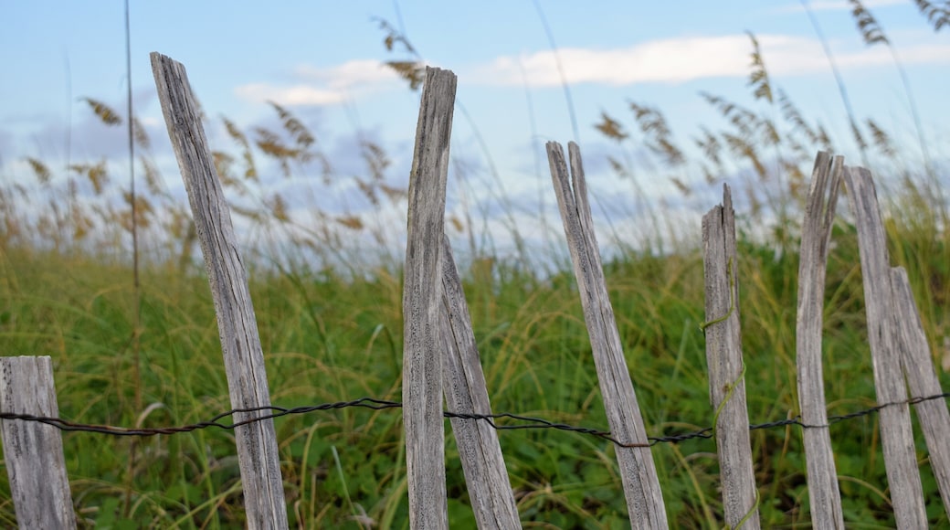 The beautiful beaches of Emerald Isle in North Carolina, USA are home to stunning sunsets & sunrises, seashells, and fossilized shark's teeth. Head to the point of the island on the east side for better shelling and fossil collecting opportunities.
#beaches #usa #northcarolina #shells