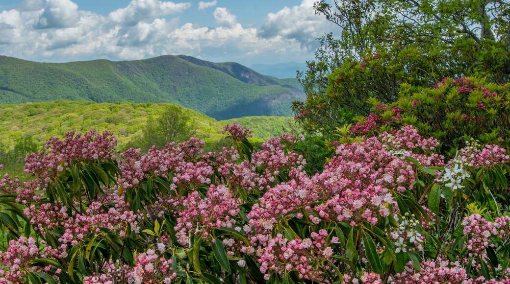 Sunny Spring Day on Siler Bald