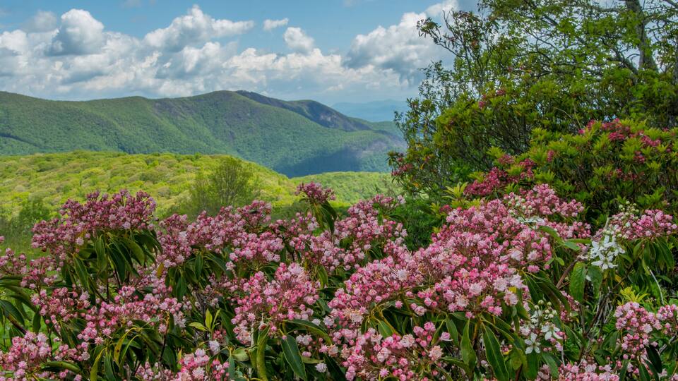 Sunny Spring Day on Siler Bald