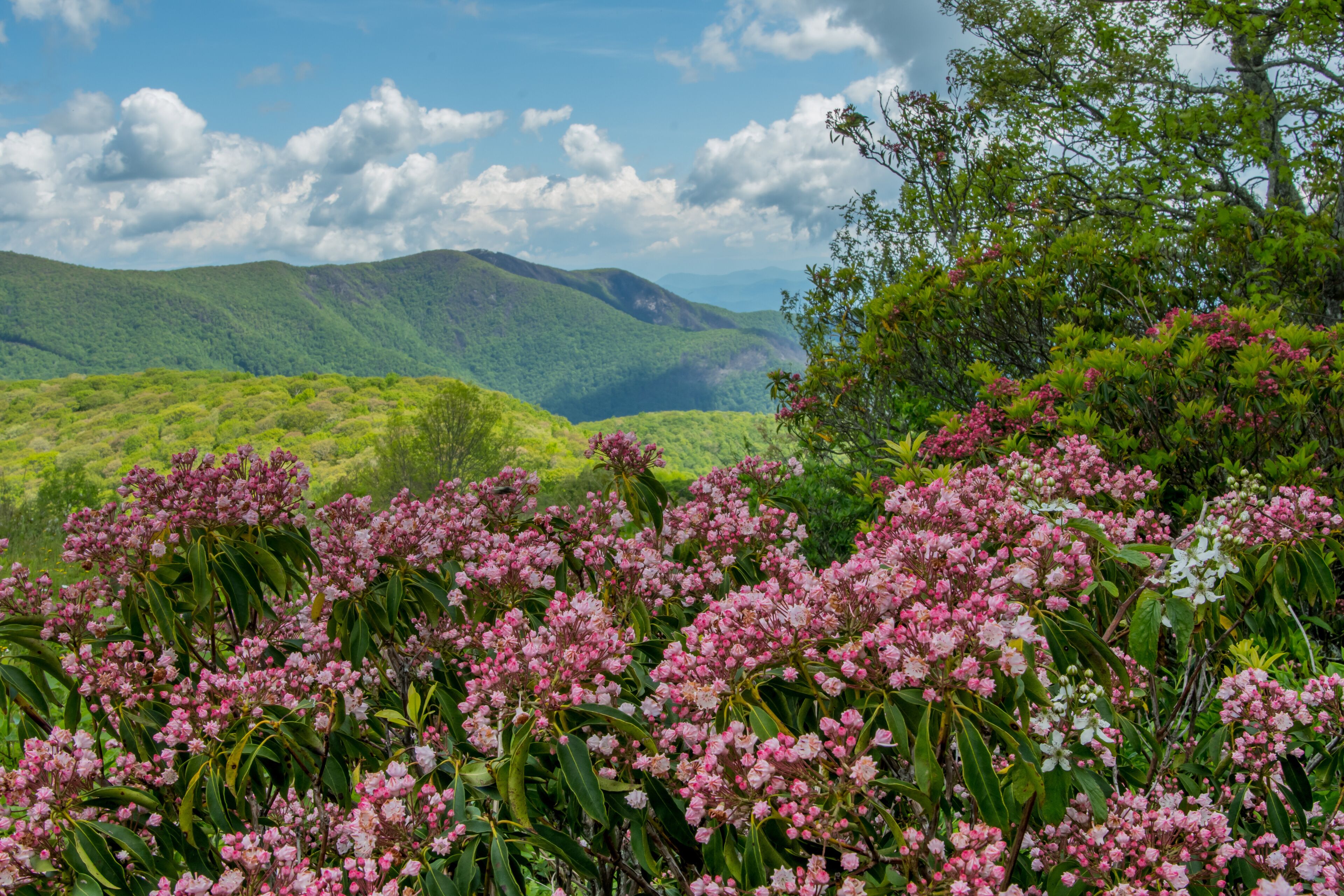 A lush valley with pink flowering shrubs and green hills under a partly cloudy sky.