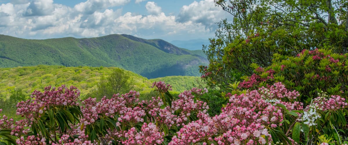 A lush valley with pink flowering shrubs and green hills under a partly cloudy sky.
