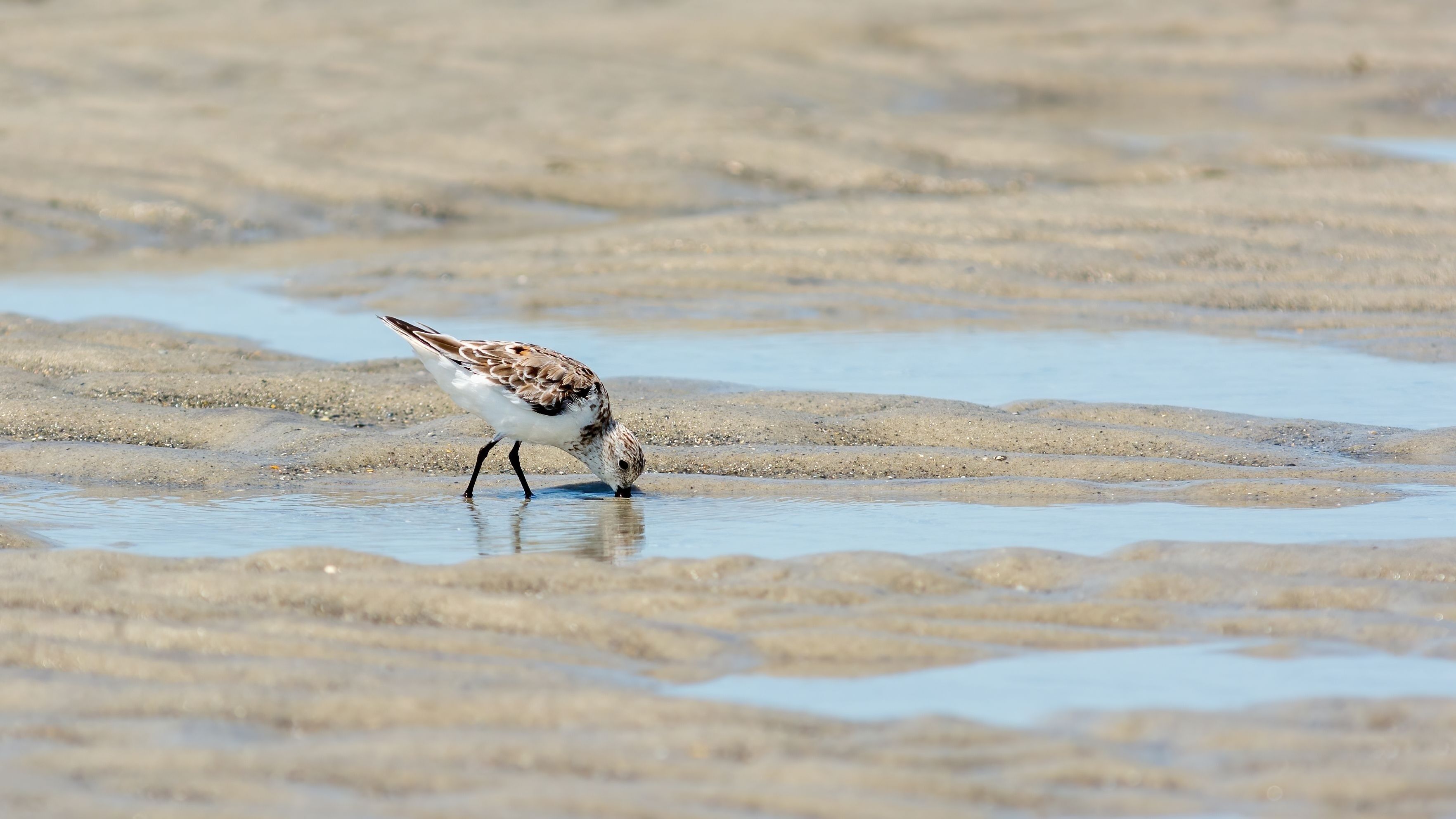 Sandpiper feeding on a sandbar of Crystal Coast in Harkers Island, North Carolina, USA