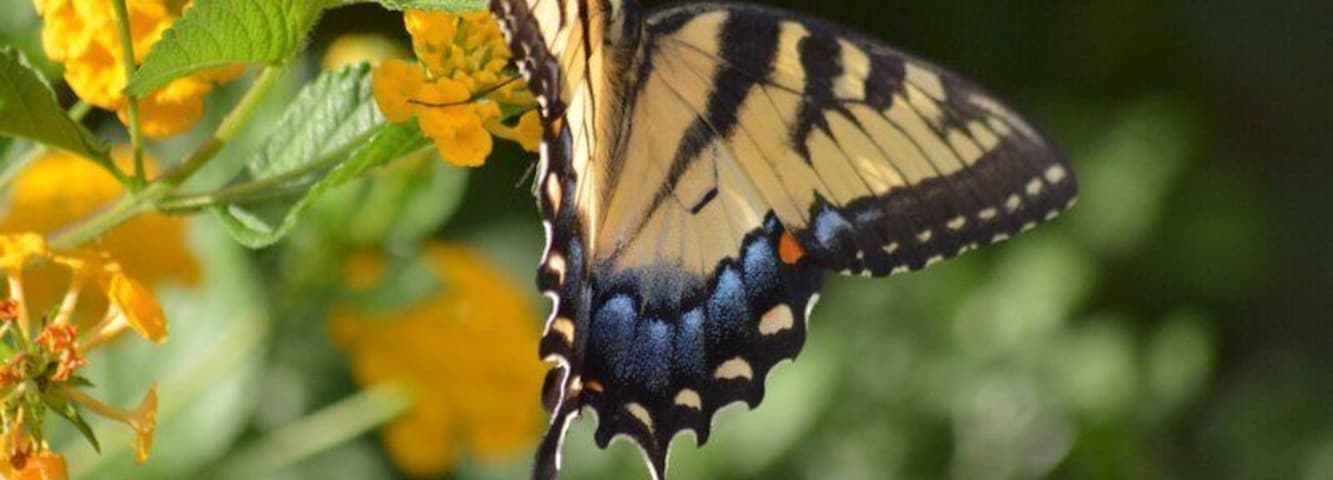 Beautiful Monarch butterfly landed on flowers outside of The Joy of Movement: Chatham Mills
