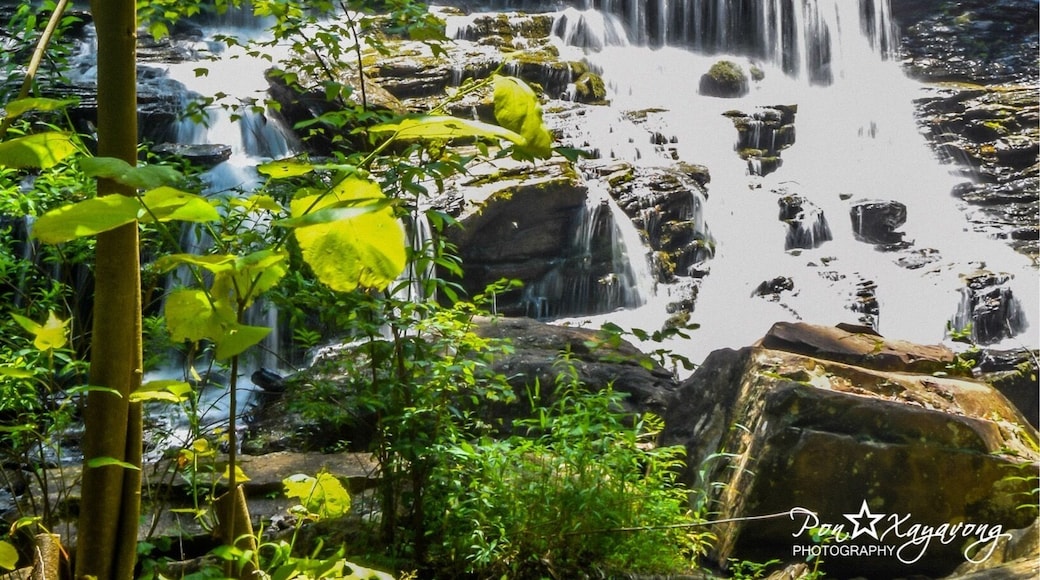 Unlike most waterfalls in the North Carolina mountains, this one is privately own so you need to enjoy during their operating hours! No pets allowed.
Pearson's Falls is a gorgeous 90-foot tall waterfall that cascades down layers of rock.