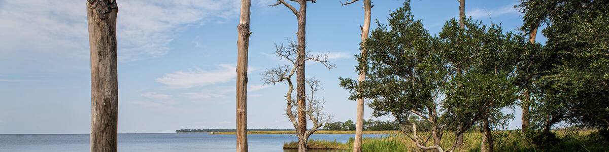 Dead loblolly pines (Pinus taeda) in the Nags Head Woods Preserve along the coast of Roanoke Sound in North Carolina. Rising sea levels, due at least in part to climate change, have inundated the tree