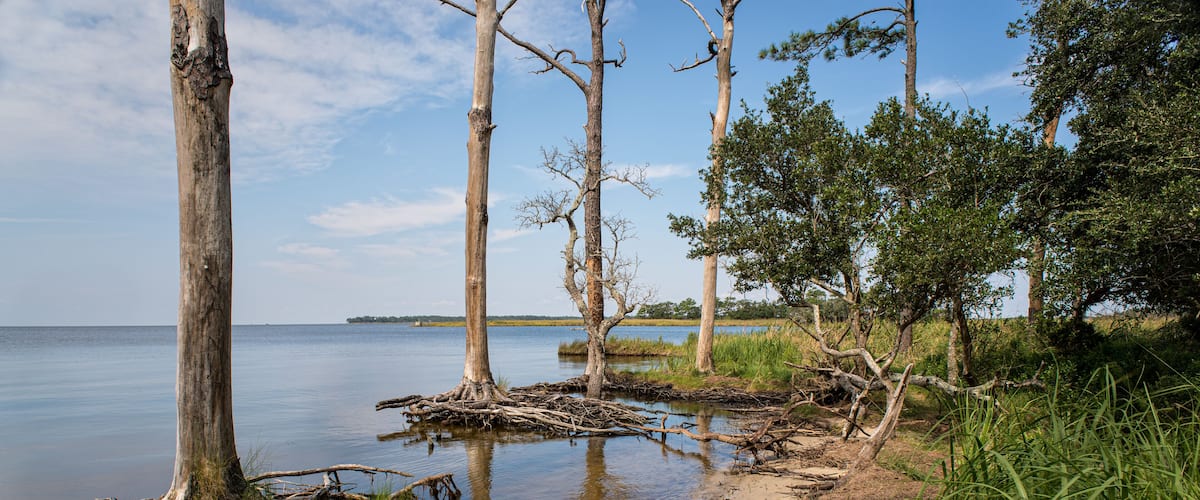 A shoreline with dead trees, a calm lake, and grassy areas.