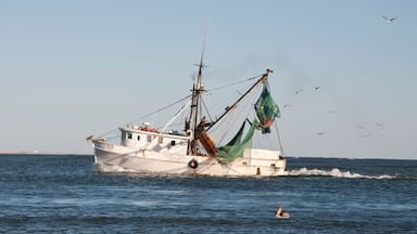 Shrimp Boat with Flock of Sea Gulls