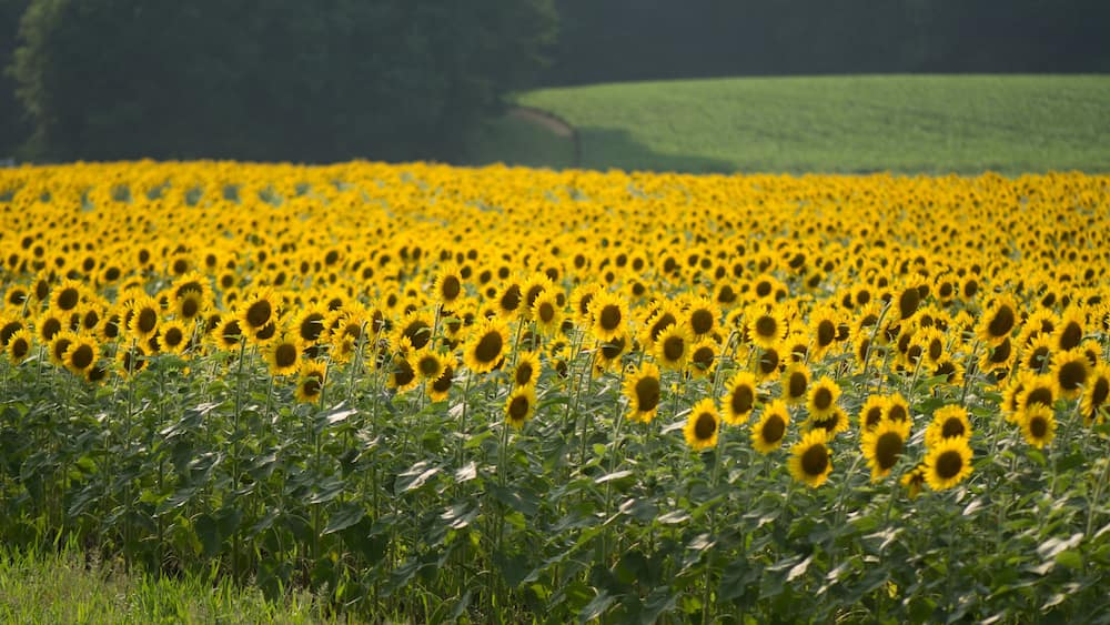 Field of bright sunflowers near Raleigh, North Carolina