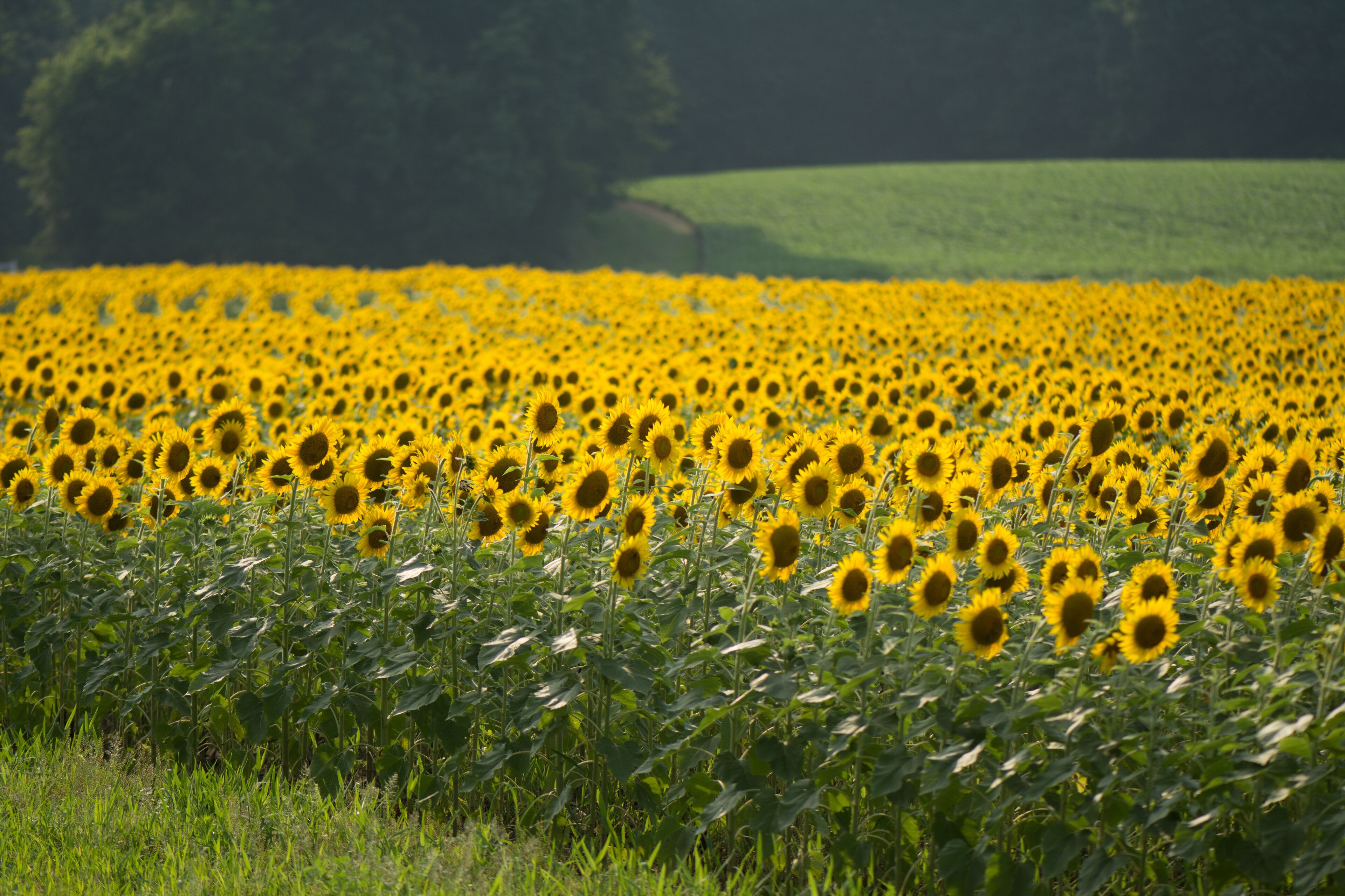 A sunflower field with green hills in the background.