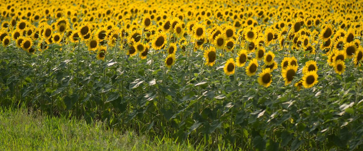 A sunflower field with green hills in the background.