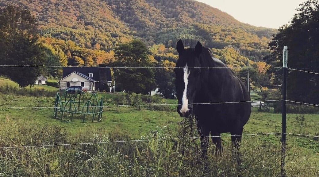 This is a shot that I took about a month ago on a plot of land that belongs to a family friend. A defining part of the picture besides the two animals shown is the rolling mountain side in the background which would be the first identifier that that picture could reflect Appalachia. The characteristic that drew me to this picture is the relationship between animals and the kind of curiosity that both of them share. This somewhat resembled a clashing of two worlds, kind of like what happened when the Appalachian mountain range was a sort of 'New Frontier'. #appalachianechoes