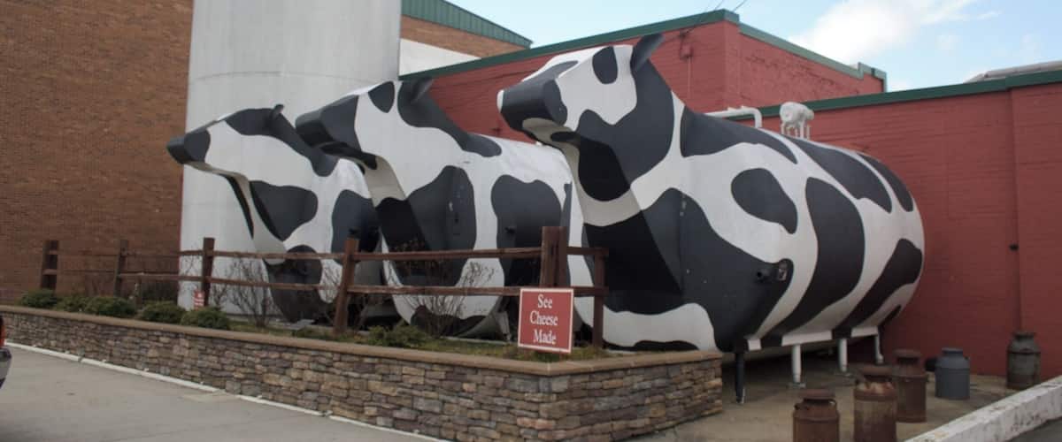 Local business is a huge part of the Appalachia economy. In Ashe County, and surrounding areas, Ashe County Cheese is a big hit. It provides employment. These cows were built and installed by the local high school welding class. #appalachianechoes
