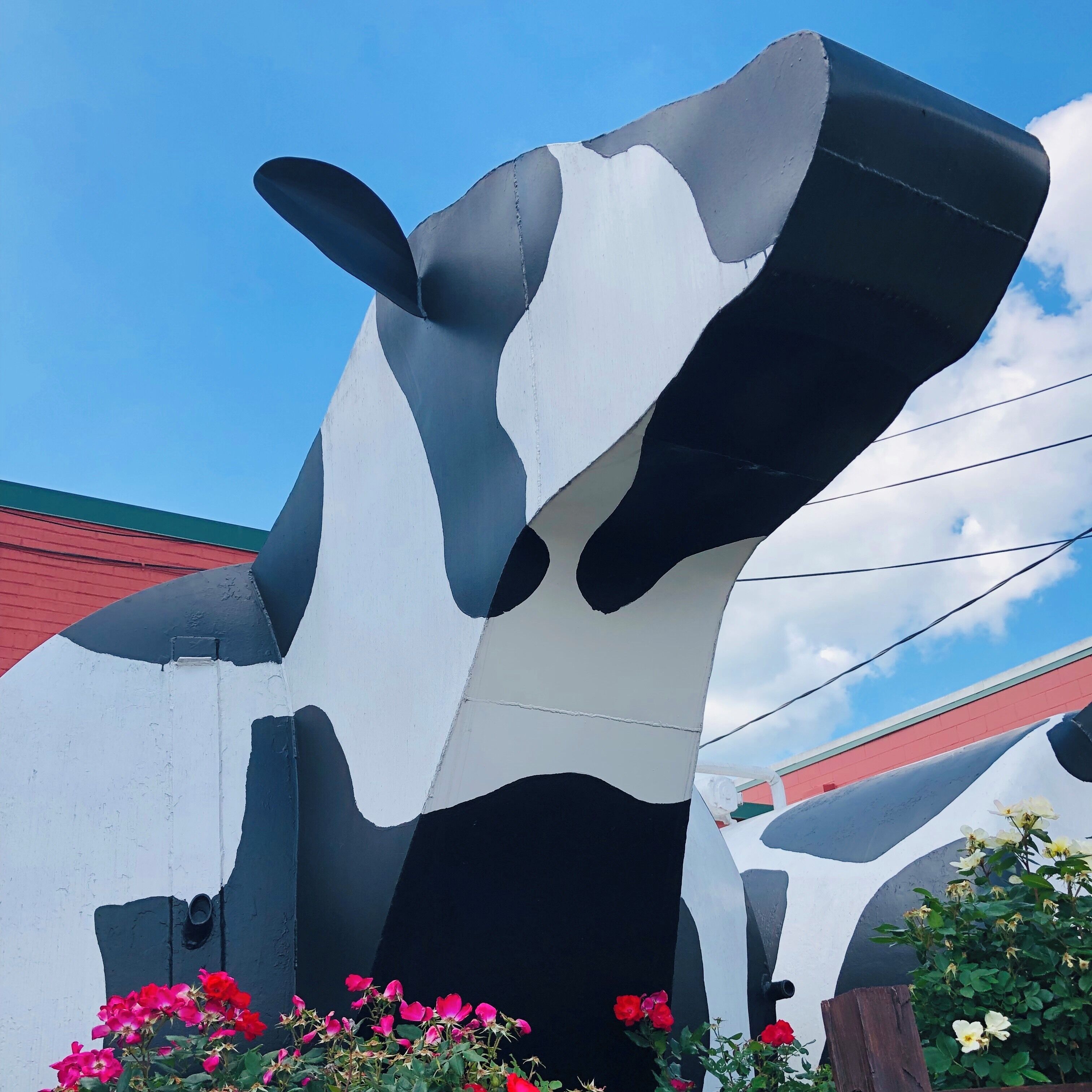 Beautiful day in West Jefferson at the Ashe County Cheese Factory. The cow sculptures were built and installed by the local high school welding class.