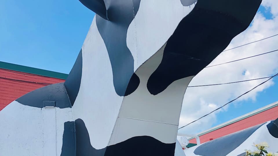 Beautiful day in West Jefferson at the Ashe County Cheese Factory. The cow sculptures were built and installed by the local high school welding class.