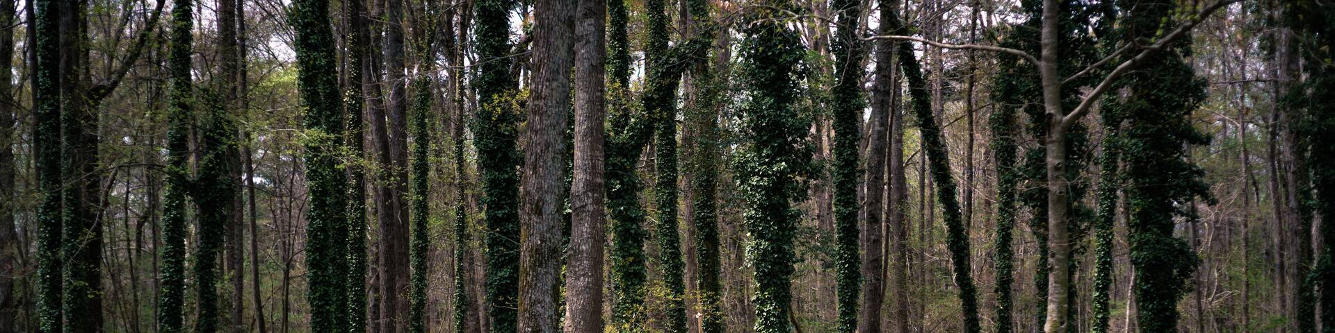 North Carolina woods at a rest stop off the highway with vines climbing up the trunks of trees.