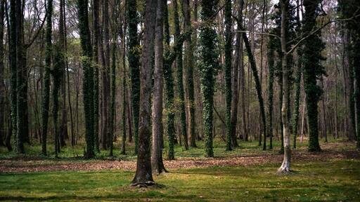 North Carolina woods at a rest stop off the highway with vines climbing up the trunks of trees.