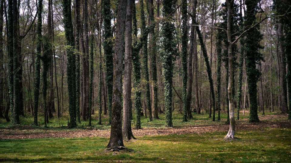 A dense forest with tall trees and a grassy clearing.