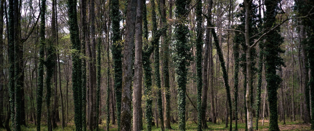 A dense forest with tall trees and a grassy clearing.