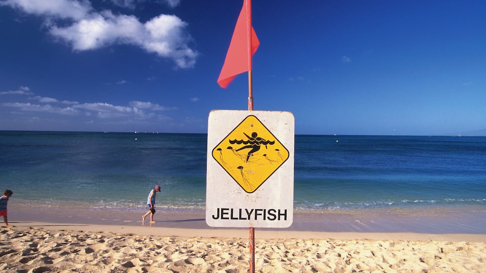 A beach with a sign warning of jellyfish.