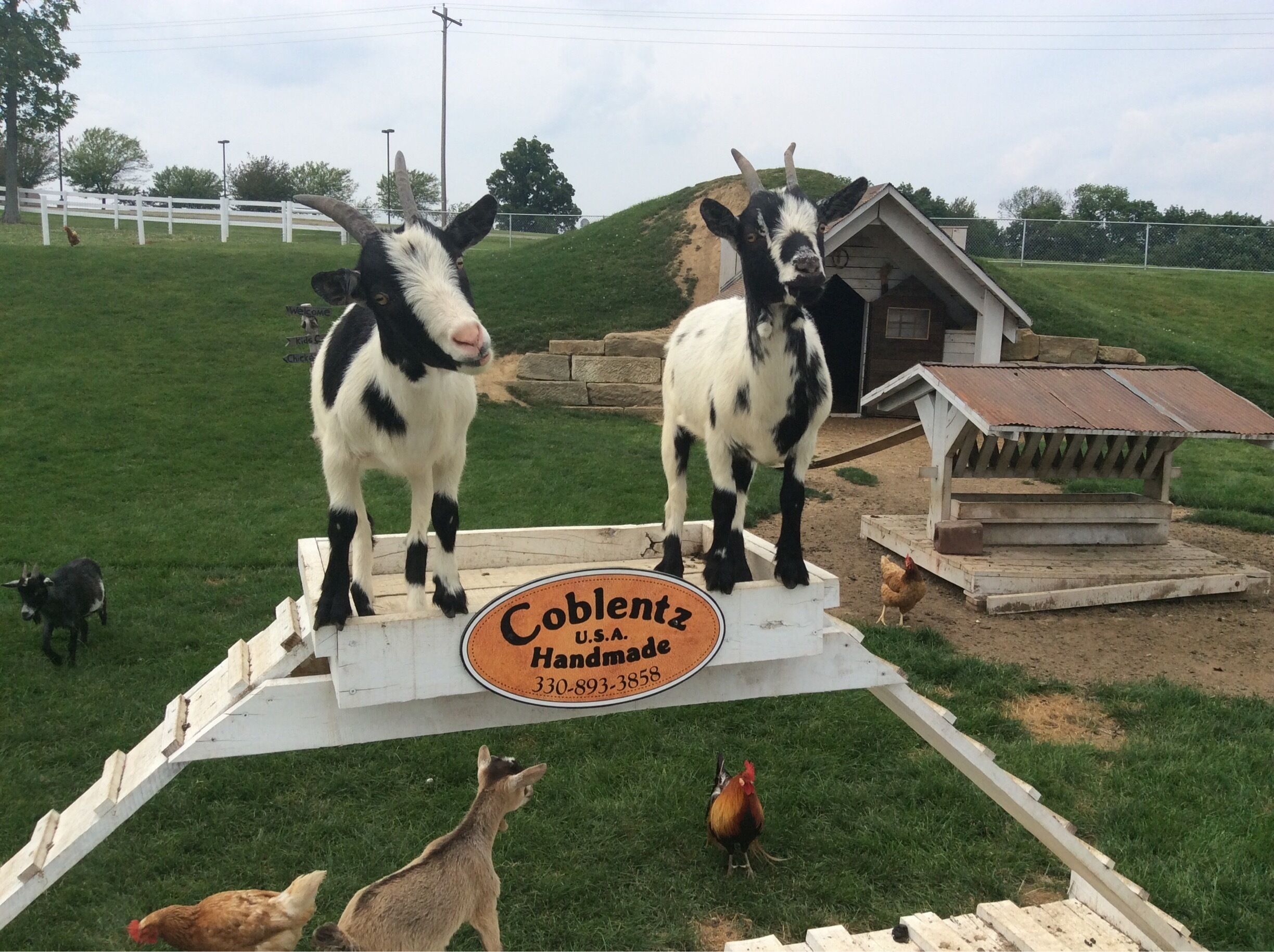 Petting zoo area outside of a leather shop in Ohio Amish country. 