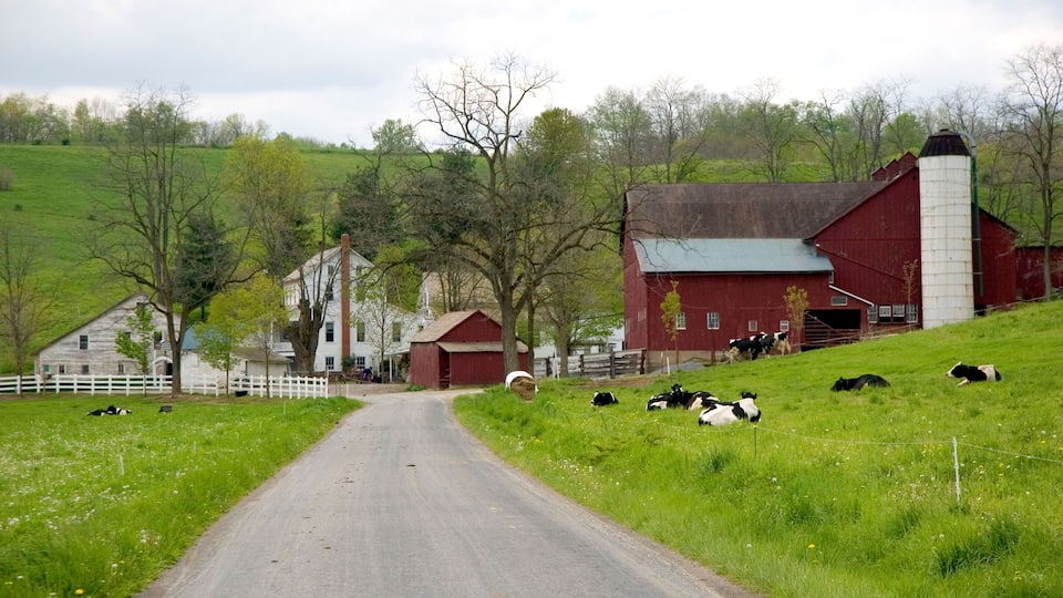 A rural road leading to a red barn surrounded by green fields and trees.