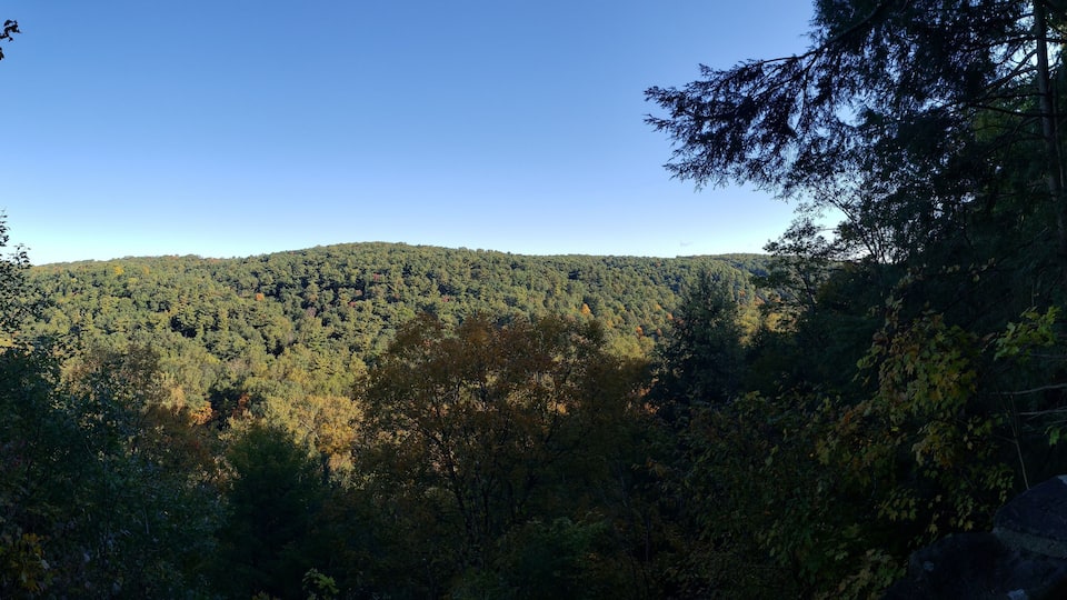 A dense forest with a clear sky and a distant hill.