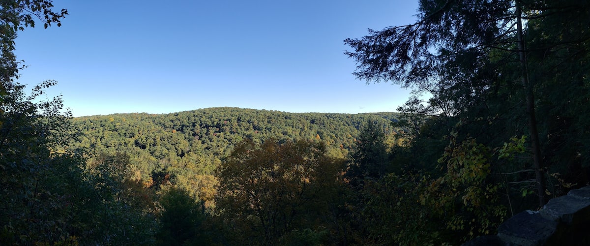 A dense forest with a clear sky and a distant hill.