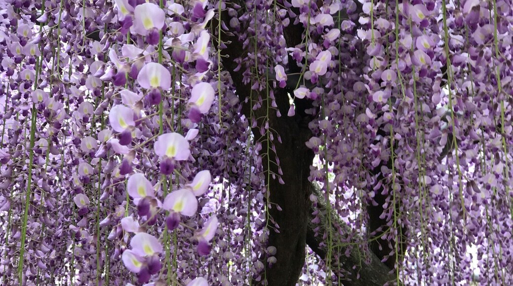 The famous wisteria park in Kyushu near Yahata. Every year tourists will venture this park from end April to first 10 days of May. This year season begins Apr 27 to May 14 but due to the rains expected on May 6 and May 9 most of the flowers might end up on the ground by the 10th!
I was there May 5, 2017. If anyone planning to go make sure you get ticket from 7-11 or other convenience stores automated machine as the place had imposed this system to control the crowd. You just need to pay ¥500 for the ticket. Depending on the day u enter (full bloom or not) you may end up paying an extra ¥1000 per person. It's worth the price though!