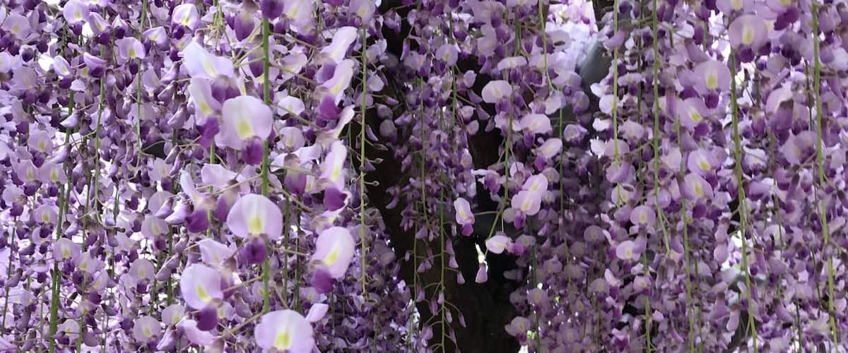 The famous wisteria park in Kyushu near Yahata. Every year tourists will venture this park from end April to first 10 days of May. This year season begins Apr 27 to May 14 but due to the rains expected on May 6 and May 9 most of the flowers might end up on the ground by the 10th!
I was there May 5, 2017. If anyone planning to go make sure you get ticket from 7-11 or other convenience stores automated machine as the place had imposed this system to control the crowd. You just need to pay ¥500 for the ticket. Depending on the day u enter (full bloom or not) you may end up paying an extra ¥1000 per person. It's worth the price though!