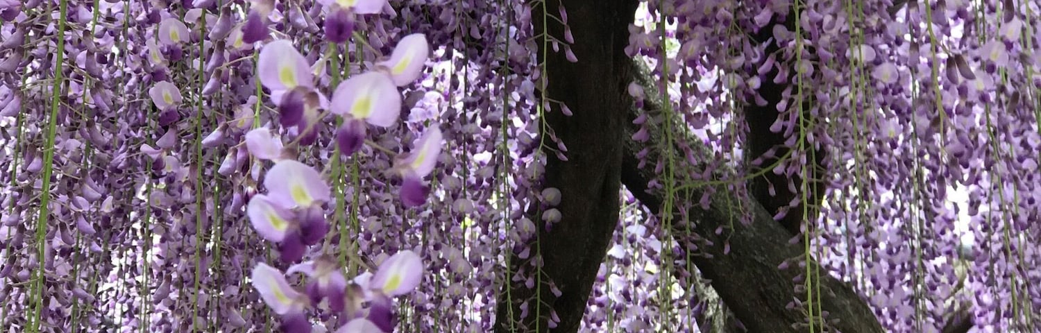 The famous wisteria park in Kyushu near Yahata. Every year tourists will venture this park from end April to first 10 days of May. This year season begins Apr 27 to May 14 but due to the rains expected on May 6 and May 9 most of the flowers might end up on the ground by the 10th!
I was there May 5, 2017. If anyone planning to go make sure you get ticket from 7-11 or other convenience stores automated machine as the place had imposed this system to control the crowd. You just need to pay ¥500 for the ticket. Depending on the day u enter (full bloom or not) you may end up paying an extra ¥1000 per person. It's worth the price though!