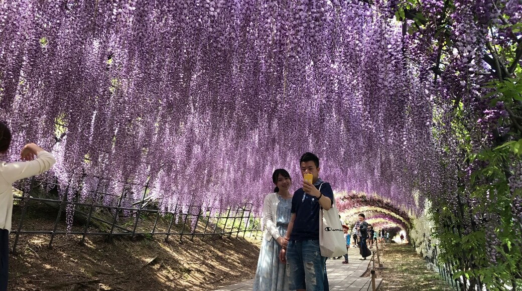 Minus the crowd it can be a romantic excursion. Try to go before the golden week!