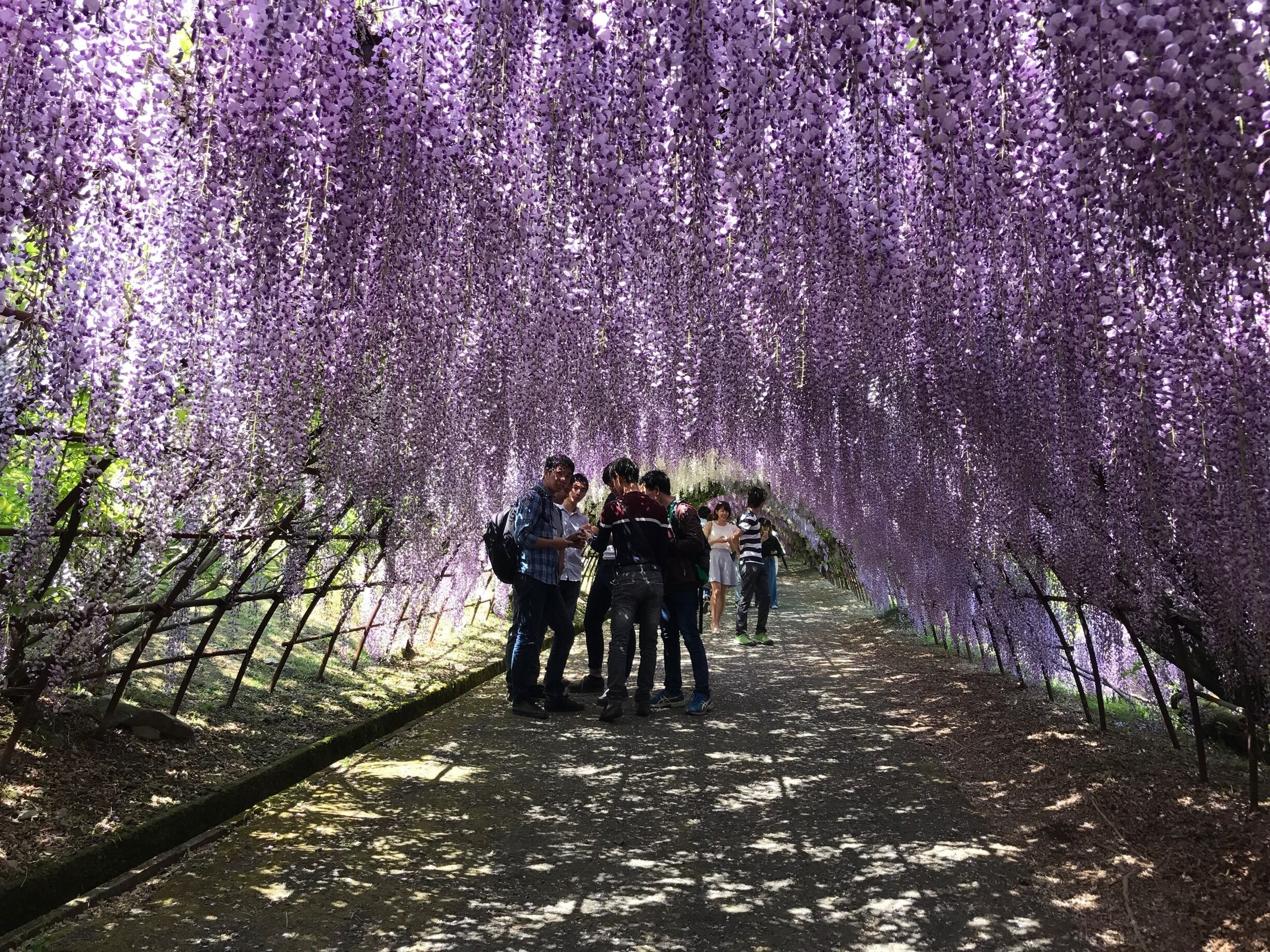 While early April is for cherry blossom viewing end April it's wisteria.

Wisteria is named Fuji in Japanese and hence Fuji En; wisteria garden.

Kawachi is famous for the wisteria tunnel which is not seen at Ashikaga Flower Park nearer to Tokyo. This one is near to Kokura in Kyushu.

I went to the other park last year and both are different. This one has more colors while the other one has older and bigger trees!