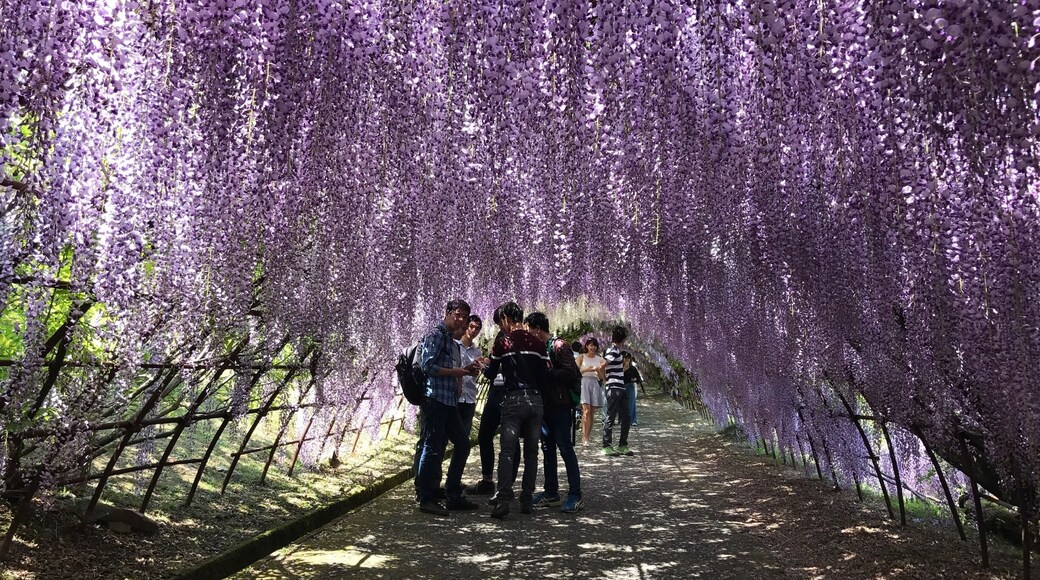 While early April is for cherry blossom viewing end April it's wisteria.
Wisteria is named Fuji in Japanese and hence Fuji En; wisteria garden.
Kawachi is famous for the wisteria tunnel which is not seen at Ashikaga Flower Park nearer to Tokyo. This one is near to Kokura in Kyushu.
I went to the other park last year and both are different. This one has more colors while the other one has older and bigger trees!