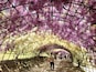 A tunnel covered with purple and white flowers.