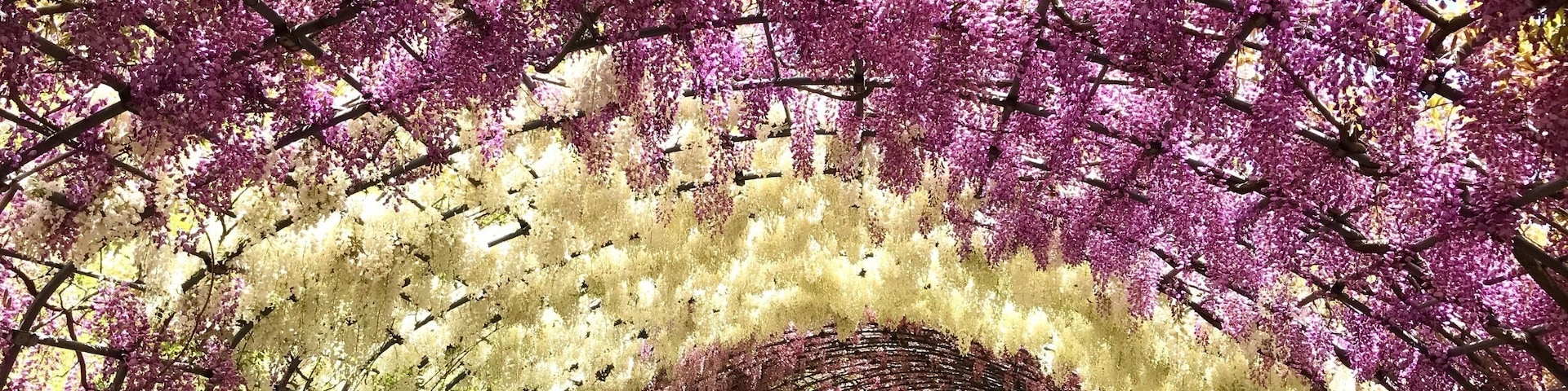 A tunnel covered with purple and white flowers.
